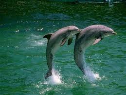 Delfines-rosados