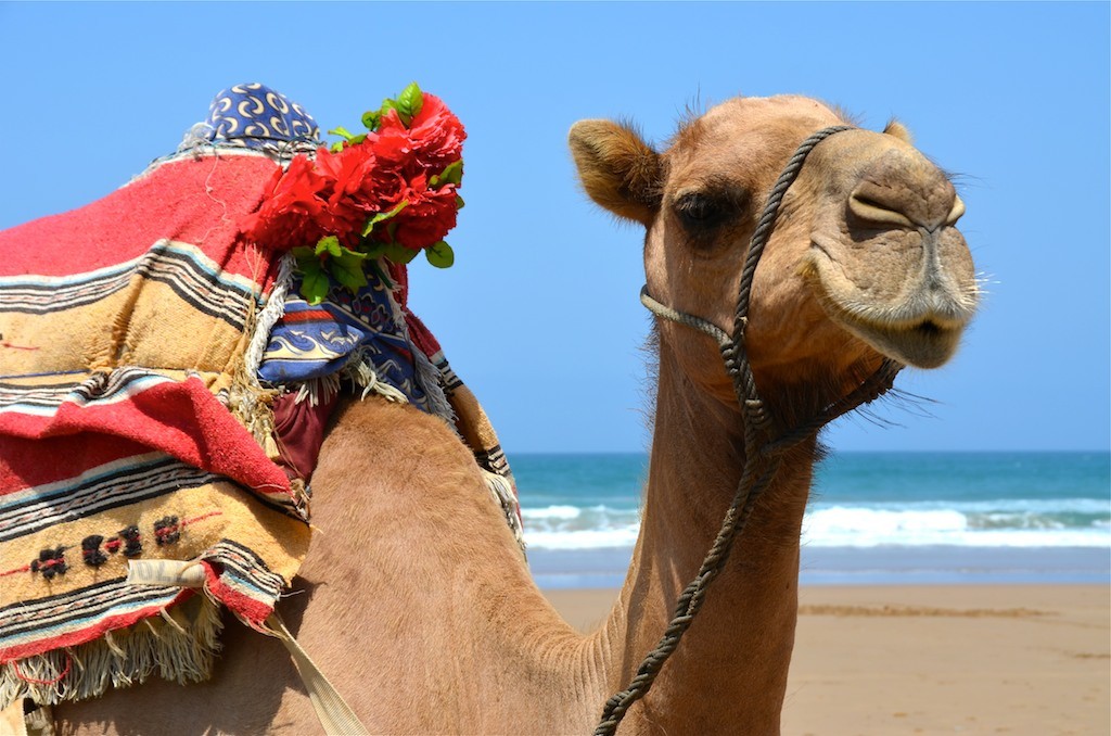 Camello en Playa de Las Cuevas. Marruecos. Copyright Hernando Reyes.