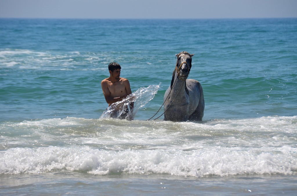 Baño equino. Playa de Las Cuevas. Marruecos. Copyright Hernando Reyes