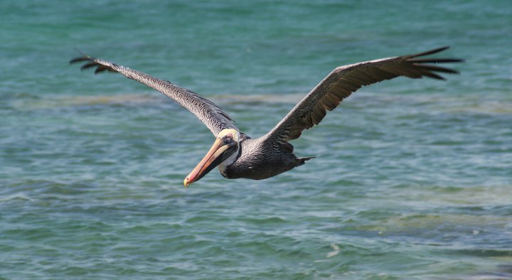 pajarraco
