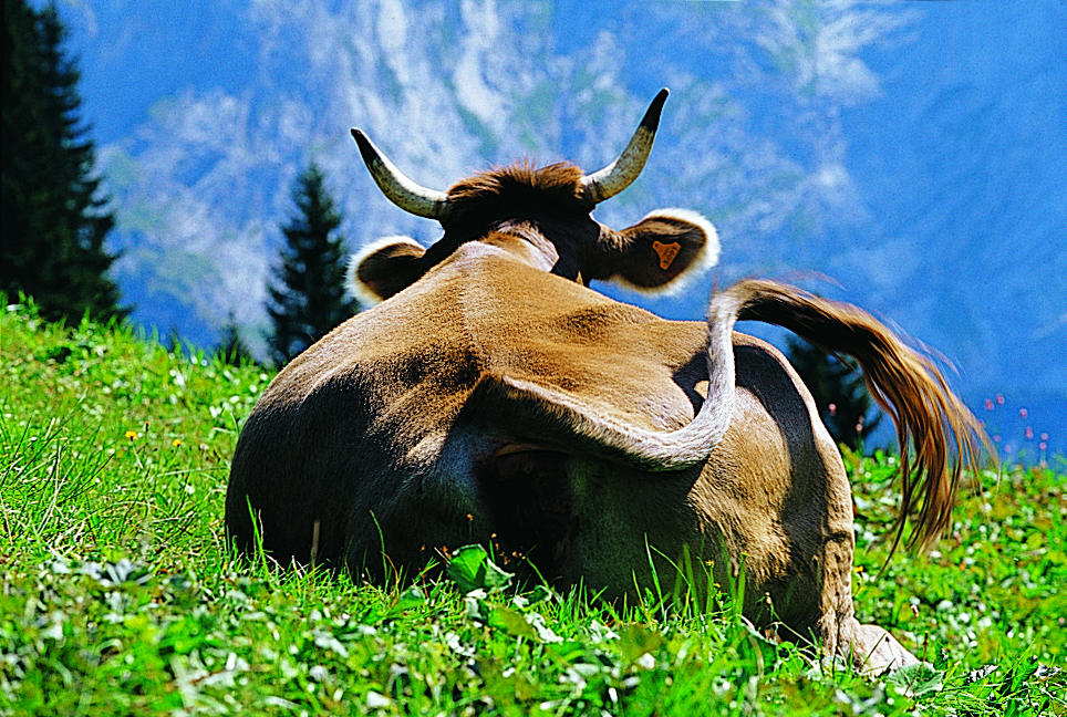 Vaca de los prados suizos. Copyright Quesos de Suiza
