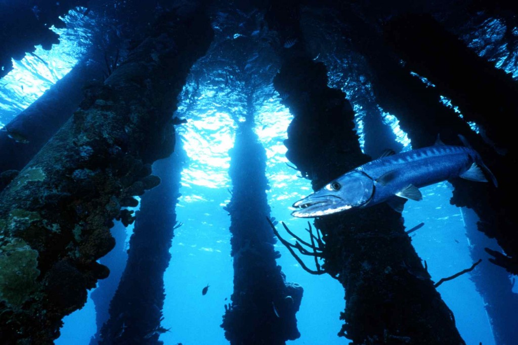 Barracuda
