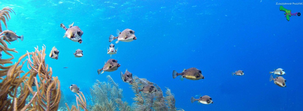 Fondo submarino de Bonaire. Foto cedida a Altum por Windwood Sailing Cruises Bonaire.