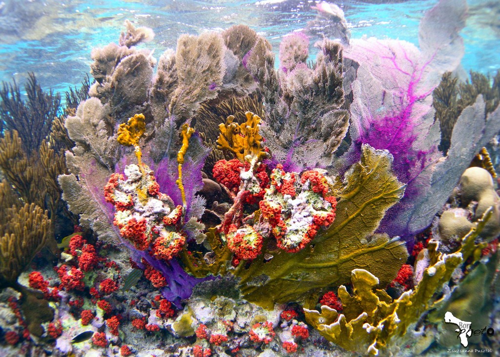 Fondo submarino de Bonaire, Antillas Holandesas. Foto cedida a Altum por Woodwind Sailing Cruises.