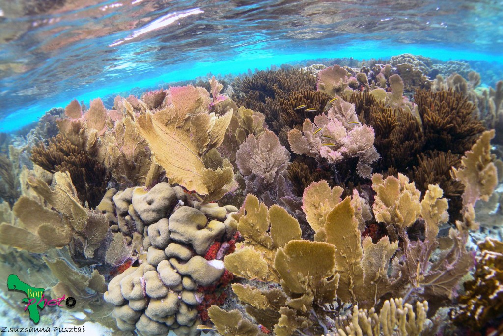 shallows